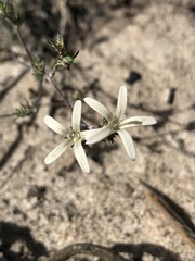 Wahlenbergia rubens
