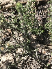 Wahlenbergia rubens