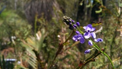 Comesperma volubile