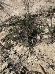 Wahlenbergia rubens