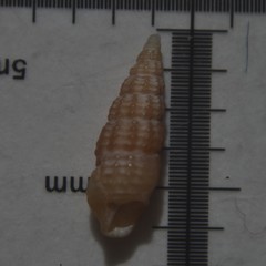 Bittium reticulatum