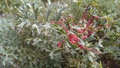 Grevillea bipinnatifida