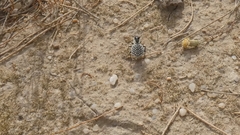 Graphipterus minutus
