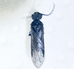 Dolerus nitens