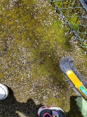 Podarcis guadarramae