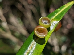 Litsea acuminata