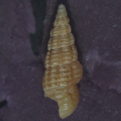 Bittium reticulatum