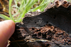 Liophrurillus flavitarsis