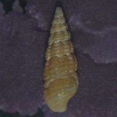 Bittium reticulatum
