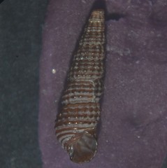 Bittium reticulatum