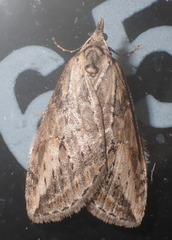 Chesias isabella
