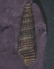 Bittium reticulatum