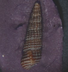 Bittium reticulatum