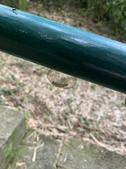 Arctiinae