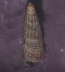 Bittium reticulatum