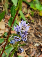 Scilla verna