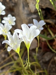 Gagea graeca