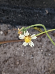 Tridax procumbens image