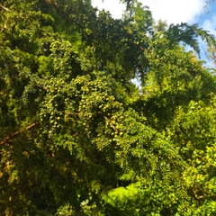 Juniperus brevifolia