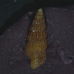 Bittium reticulatum