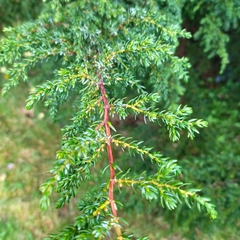 Juniperus brevifolia