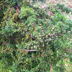 Juniperus brevifolia