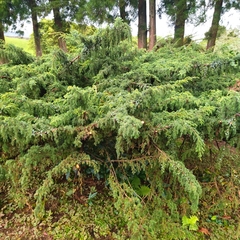 Juniperus brevifolia