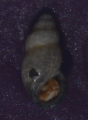 Onoba aculeus