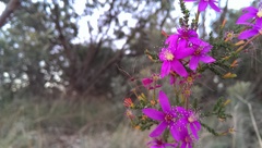 Calytrix fraseri
