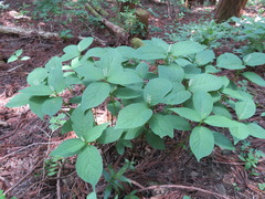 Chloranthus serratus