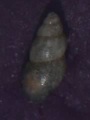 Onoba aculeus