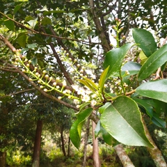 Prunus lusitanica azorica