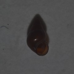 Barleeia unifasciata