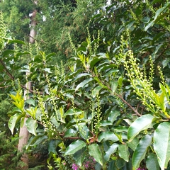 Prunus lusitanica azorica