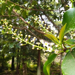 Prunus lusitanica azorica