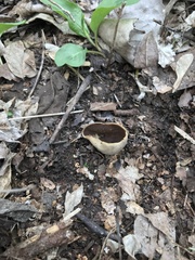 Helvella solitaria