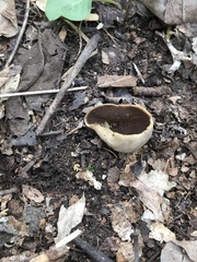Helvella solitaria