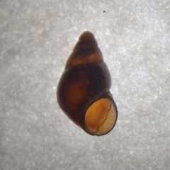 Barleeia unifasciata