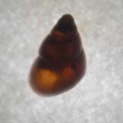 Barleeia unifasciata