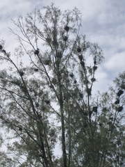 Mycteria leucocephala