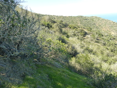 Dendromecon harfordii