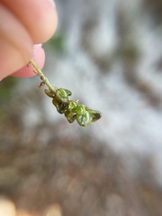 Callirhytis myrtifoliae