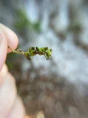 Callirhytis myrtifoliae