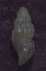 Manzonia crassa