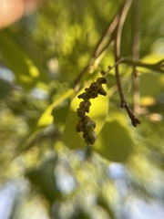 Callirhytis myrtifoliae
