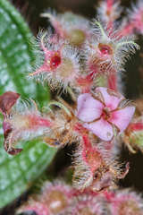 Miconia hanstuerckheimii