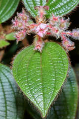 Miconia hanstuerckheimii