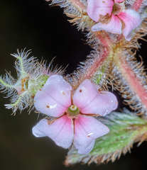 Miconia hanstuerckheimii