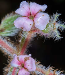 Miconia hanstuerckheimii