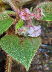 Miconia hanstuerckheimii